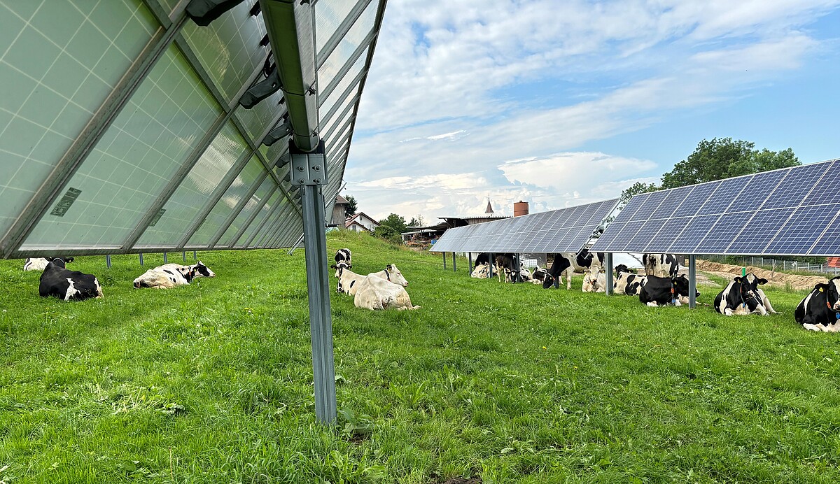 Agri-PV-Anlage auf einer Weide